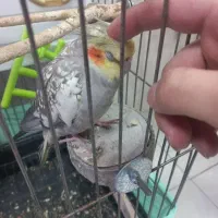 ۲ عدد عروس هلندی نر رام دستی