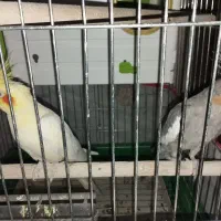 عروس هلندی خوشکل و با مزه|پرنده|شیراز, دلجو|دیوار