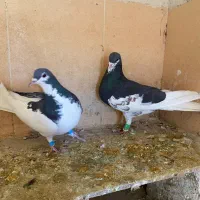 پرنده کبوتر