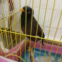 مرغ مینا|پرنده|سبزوار, شرق کال عیدگاه|دیوار