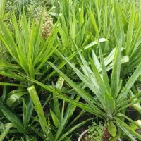 فروش یوکا باغچه ای  آپارتمانی|گل و گیاه طبیعی|رودسر, |دیوار