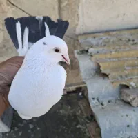 کفتر دم چتری