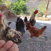 مرغ و خروس