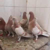 کفتر رنگی زینتی مساحتی|پرنده|قم, حاج زینل|دیوار