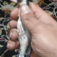 جوجه سال عطیقه