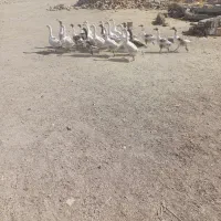 غاز|حیوانات مزرعه|کوزران, |دیوار