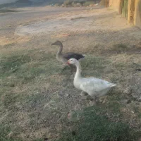 ۲عدد قو قاز