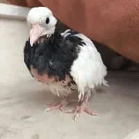 جوجه طوقی ای . خوم کوچیک