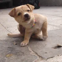 توله پاپی