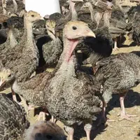 بوقلمون برنز