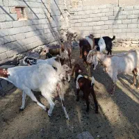 بز پاکستانی|حیوانات مزرعه|منوجان, |دیوار