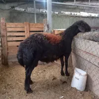 بره ماده هترو