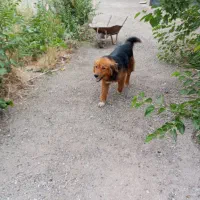 یک قلاده ژرمن وا گذاری میشود|سگ|بومهن, |دیوار