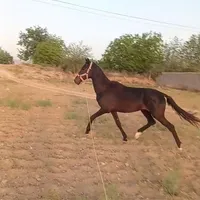 اسب نریان ۲سال ترکمن