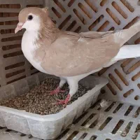 ماده کاکلی