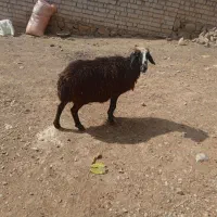 میش|حیوانات مزرعه|خرم‌آباد, |دیوار
