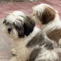 شیتزو فلت باکیفیت