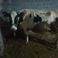 گاو|حیوانات مزرعه|فلارد, |دیوار