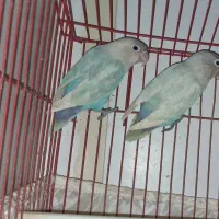 جفت طوطی برزیلی مولد با تخم