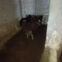 بره نر