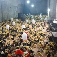 جوجه۱روزه|حیوانات مزرعه|اهواز, پردیس|دیوار