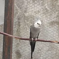 طوطی عروس هلندی