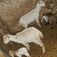 بز سانن|حیوانات مزرعه|نیشابور, فضل|دیوار