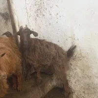 بز بزغاله گوسفند