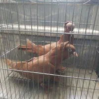 کفتر راغب پرشی