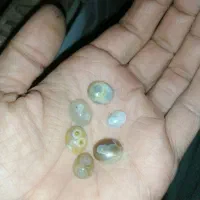 نگین باباقوری آماده رکاب