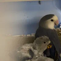 جوجه طوطی برزیلی -رنگ خالص وخاص