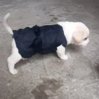 واگذاری اشپیتز