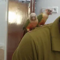 گرنچیک نروماده سالم