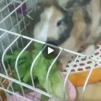 واگزاری یک خرگوش مینی لوپ نر|موش و خرگوش|نسیم‌شهر, |دیوار