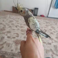 جوجه عروس