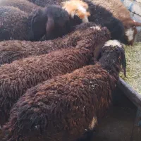 بره نر و ماده ریز سبک مناسب پروار و کشت 20 کیلوی