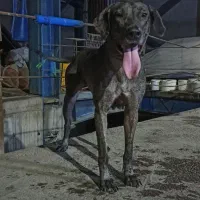 سگ ماده گریت