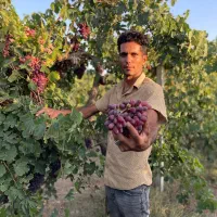 با کاشت صنوبر نگرا میلیاردر شو