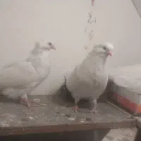 کبوتر|پرنده|بومهن, |دیوار