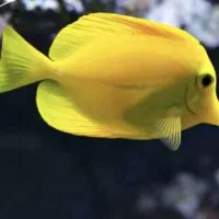 ماهی آبشور