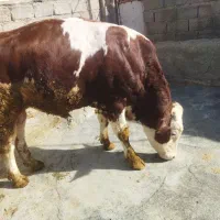 گوساله سمینتال نر