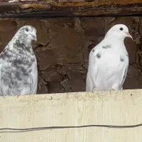 کبوتر خال دار اصیل پرشی