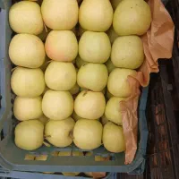 شاگرد جهت میوه فروشی