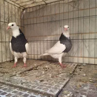 طوقی و رنگی|پرنده|اصفهان, بوستان ناژوان|دیوار