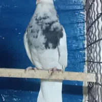 طوقی لکه دار|پرنده|فیروزآباد, |دیوار