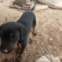 توله دوبرمن ماده