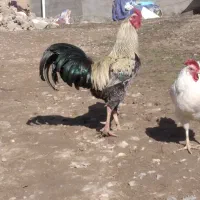 خروس لاری