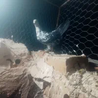 کبوتر|پرنده|تربت‌حیدریه, حاجی یار‎|دیوار