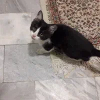 بچه گربه خانگی|گربه|همدان, |دیوار