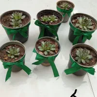 انواع گل بمناسبت روز مادر|گل و گیاه طبیعی|میبد, |دیوار